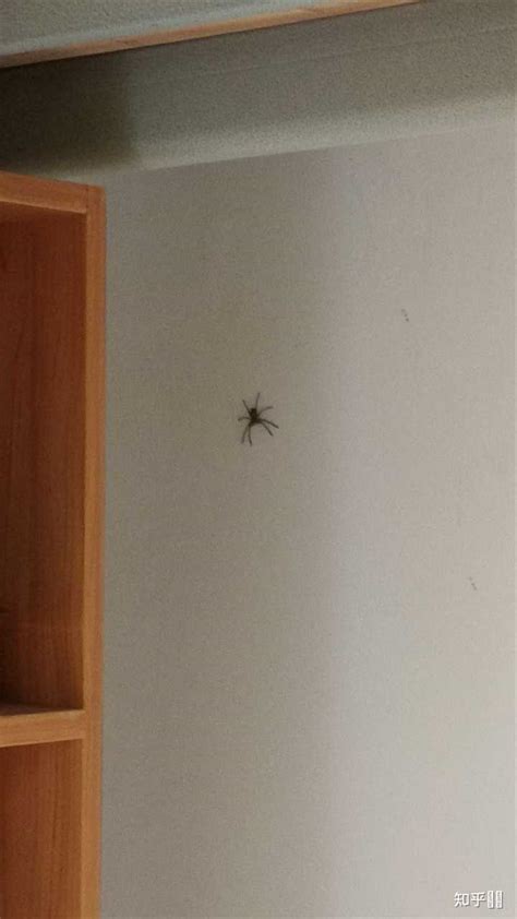 房间有蜘蛛